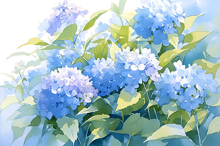 美丽的蓝绣球花图片