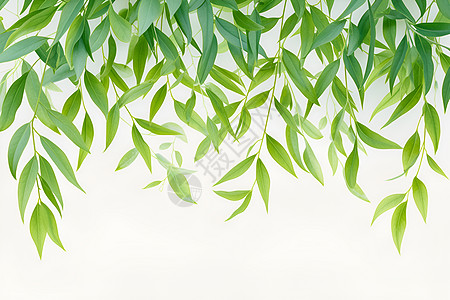 翠绿垂柳与纯白背景图片