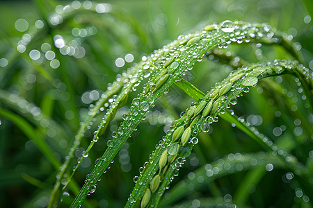 稻谷上的水珠清新水稻上的水珠背景