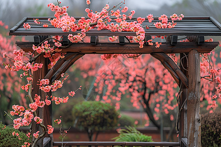 樱花倾泻于木制庭院里图片