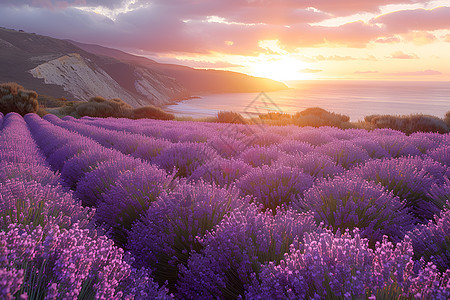 宁静的紫色薰衣草海洋图片
