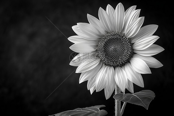 黑白照片中一朵向日葵、图片