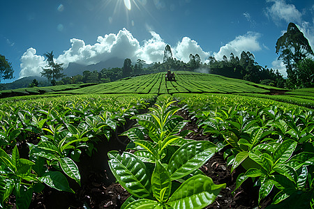 种植茶叶茶园中的绿色茶树背景