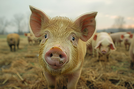 农场饲养的小猪图片