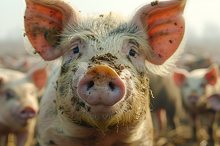 户外农场的猪群图片