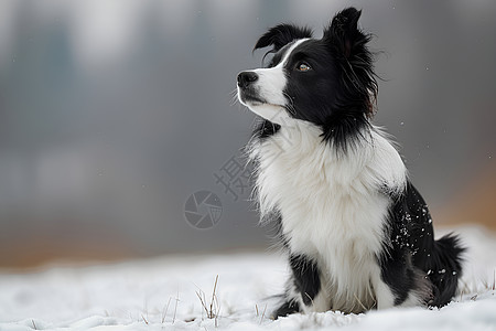 雪地上的牧羊犬图片