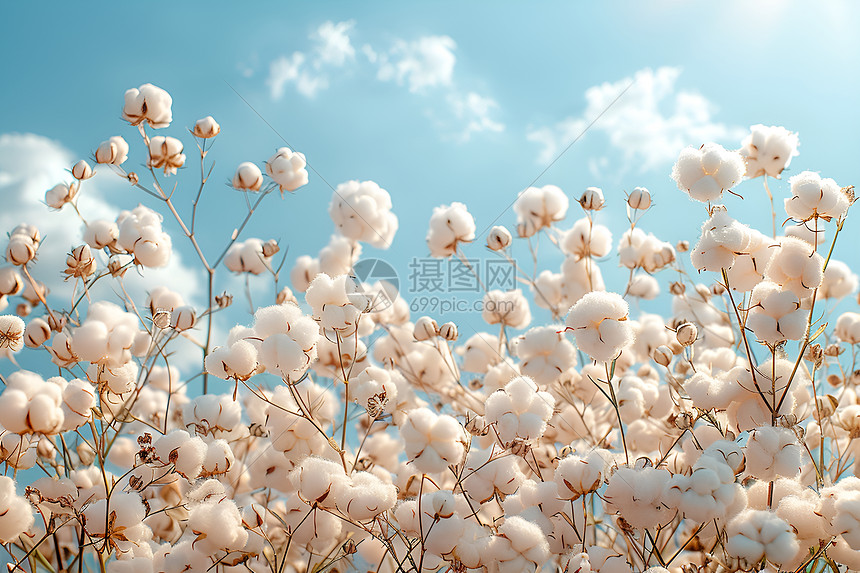 白云蓝天中的棉花田图片