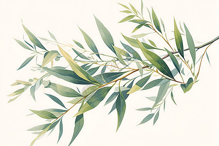 绿柳枝的简洁线条插画背景图片