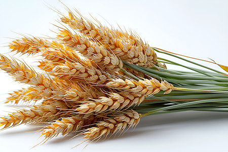 一束成熟的麦穗高清图片