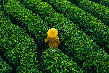 一个摘茶叶的人图片