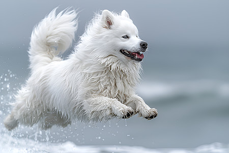 活力四溢的萨摩耶犬图片