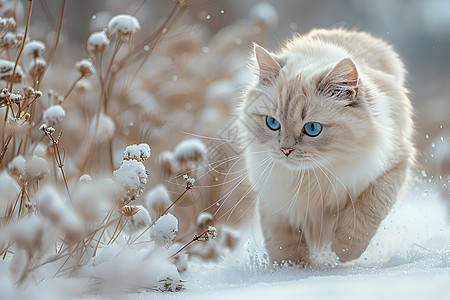 冬日雪地上行走的猫咪图片