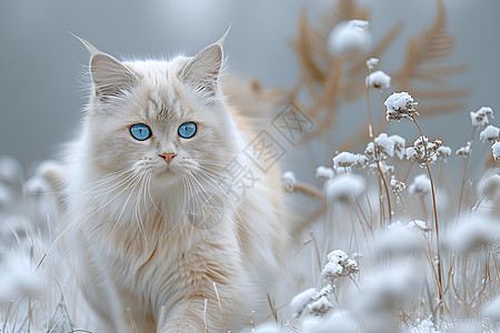 雪地上行走的猫咪图片