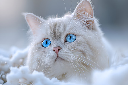 白雪中的蓝眼猫咪图片