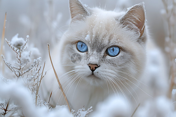 雪地中独行的蓝眼白猫图片