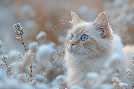 雪景中的蓝眼猫图片
