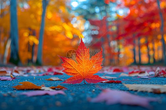 林中落叶飞舞图片