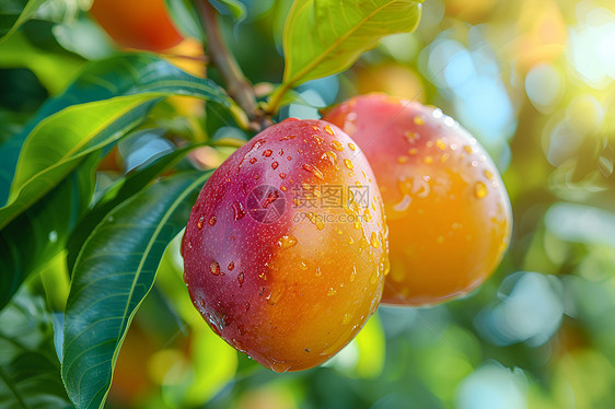 两个成熟的芒果挂在树枝上图片
