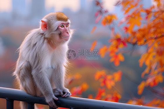 猴子坐在栏杆上图片