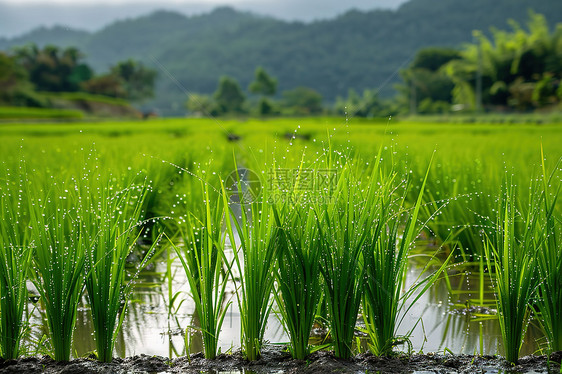 田野里的植物图片