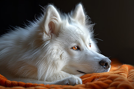 温柔的白色狗狗图片
