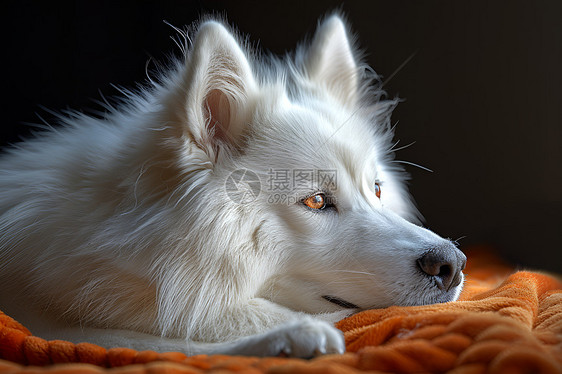 温柔的白色狗狗图片