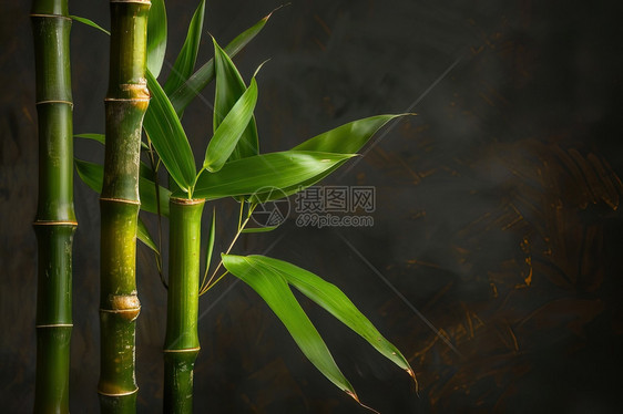 竹子在黑暗背景上图片