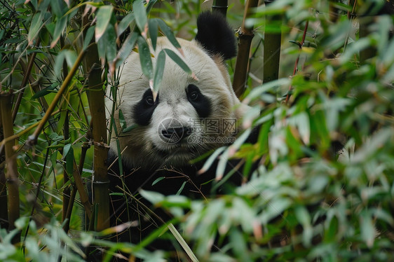 熊猫从树叶后面窥视出来图片