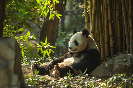 熊猫坐在竹林中图片