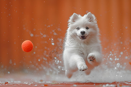 白狗追逐球图片