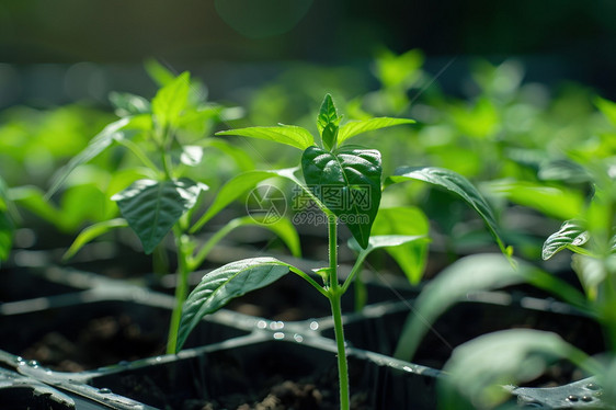 种植的小苗图片