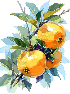 淡彩画中的两颗柿子图片