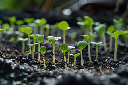 小绿植发芽图片