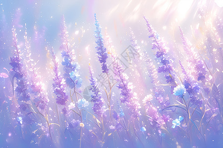 紫色的花田图片