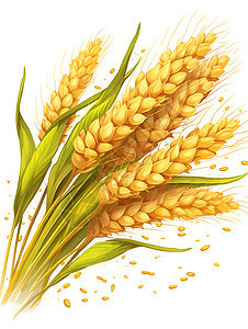 丰收的小麦插画图片