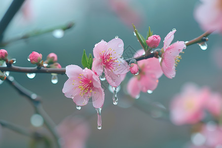 粉色花朵上的水滴图片