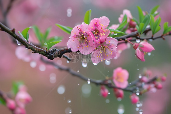 粉色花朵和雨滴图片