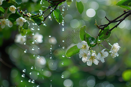 绿叶上白花水滴落下图片