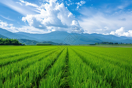 田地中的小麦图片