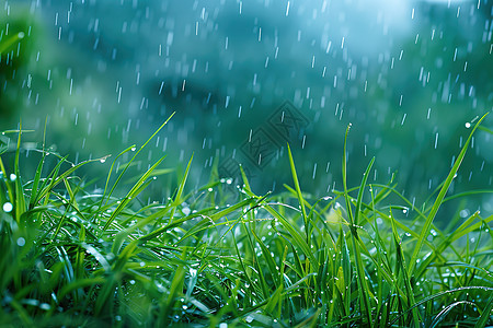 雨中的绿色草地图片