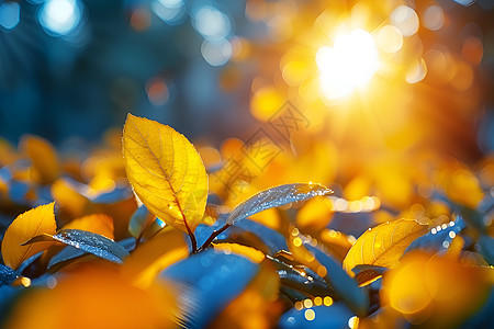 夕阳下的绿叶图片