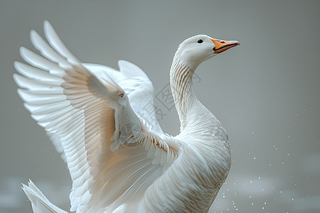 水中展翅的白鸭图片