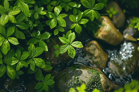 水池边的小草图片