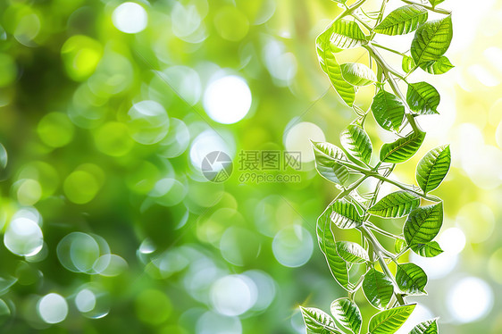 翠绿的藤蔓图片