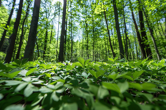 树林里的草地图片