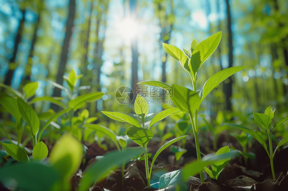 森林里的草地图片