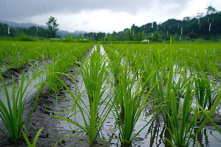 农田的水稻种植图片