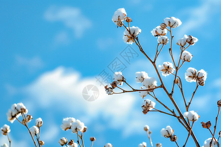 白花树枝与蓝天云朵图片