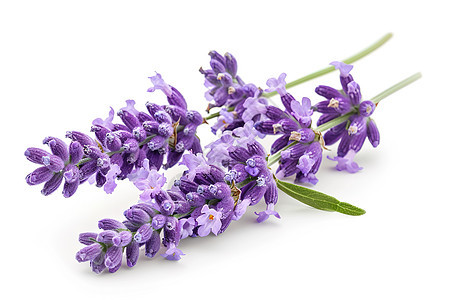 紫色的鲜花图片