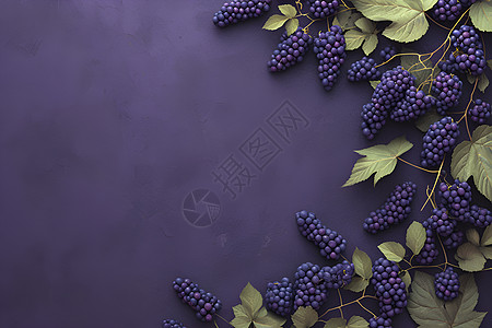 紫色背景上的树莓图片